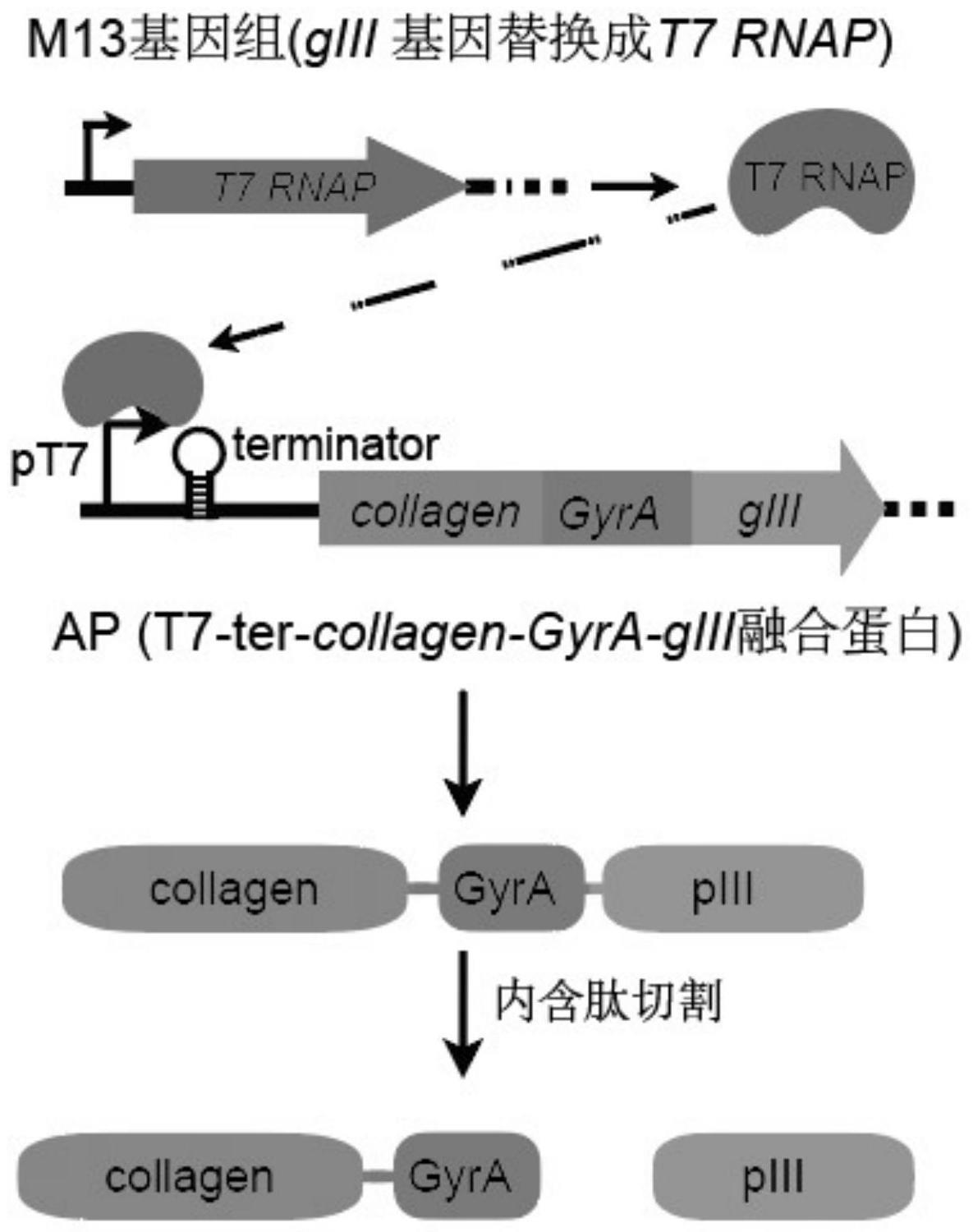 增强t7rnap对胶原蛋白/弹力蛋白转录活性的定向进化系统和方法与流程